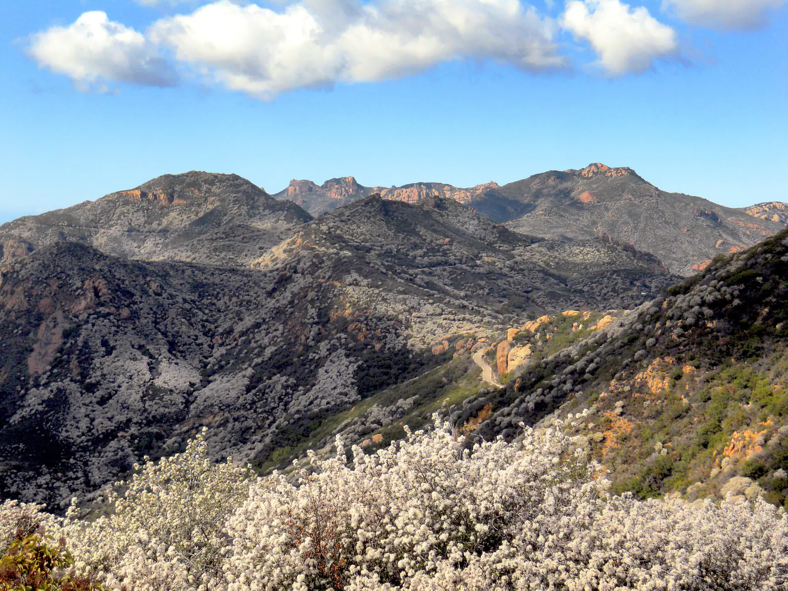 Layered Santa Monica Mountains landscape with pale ceanothus blooms in the foreground